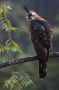 Trinidad2005 - 063 * Ornate Hawk-Eagle.